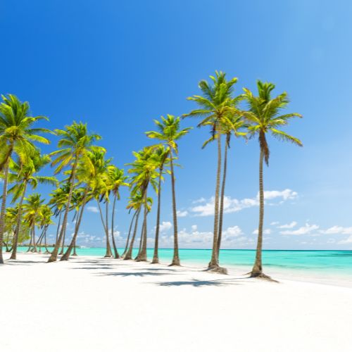 A beach dotted with palm trees.